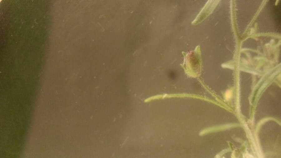 Linaria minore