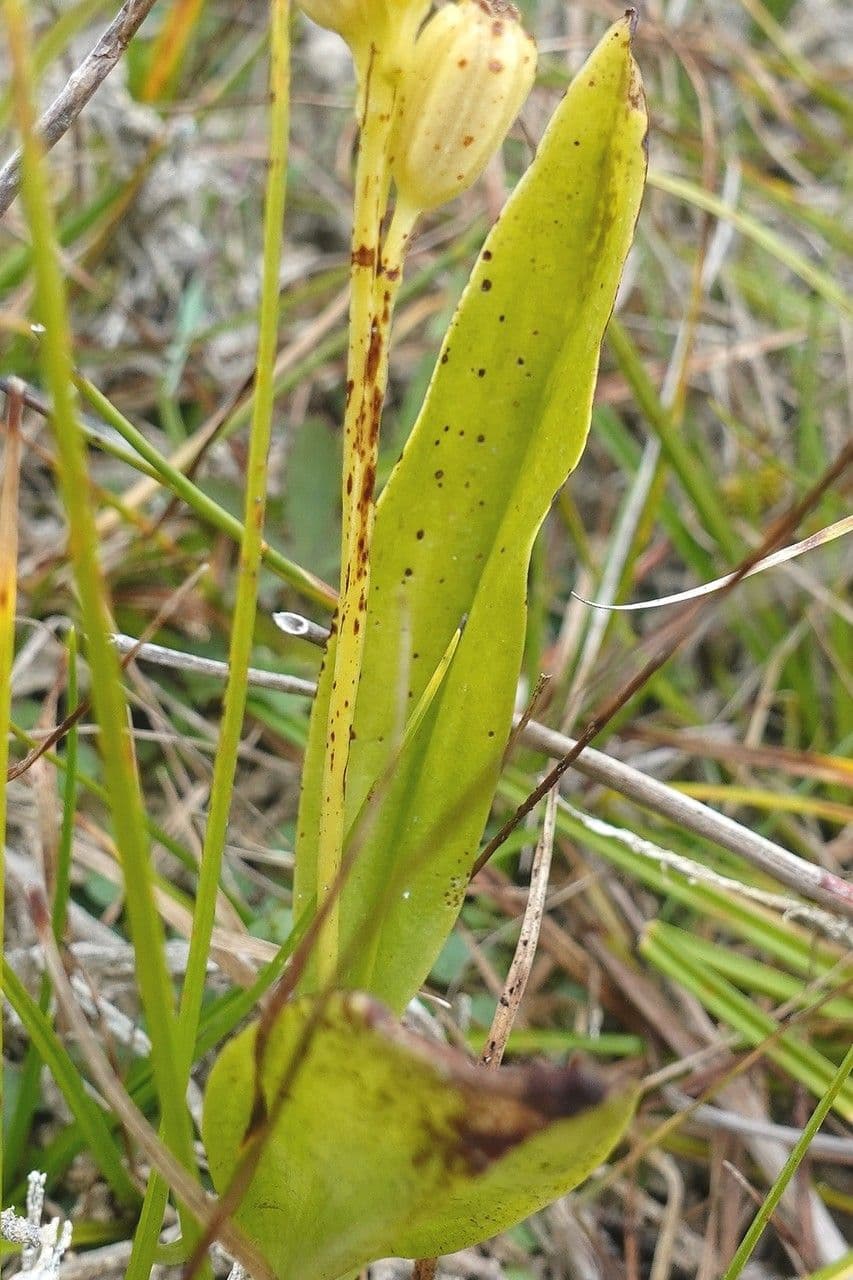 Liparide 16