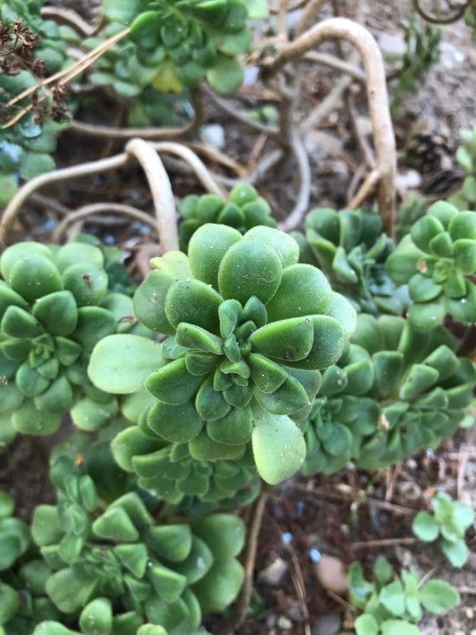 Aeonium lindleyi 15