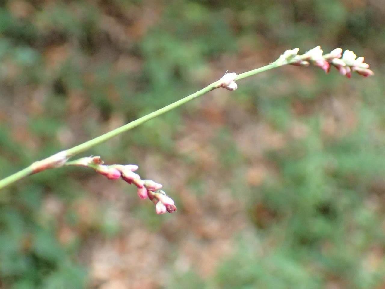 Poligono minore 9