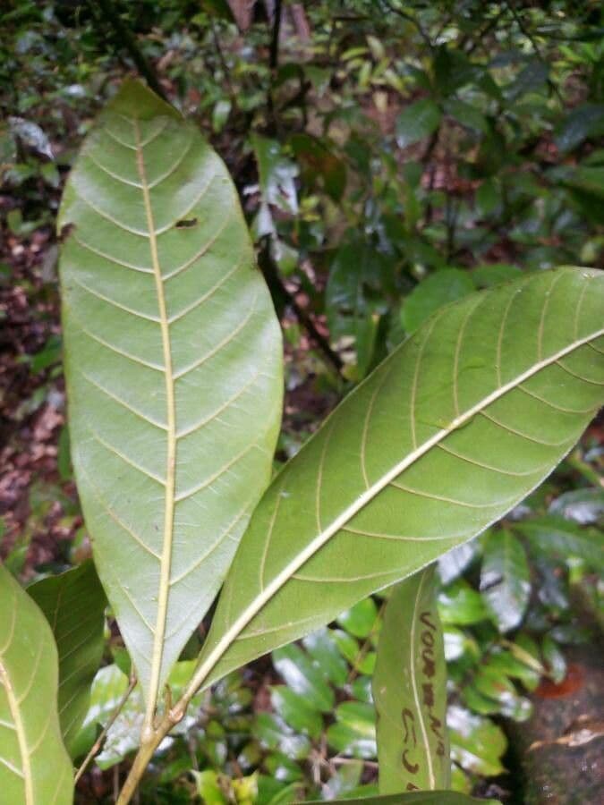 Vouarana