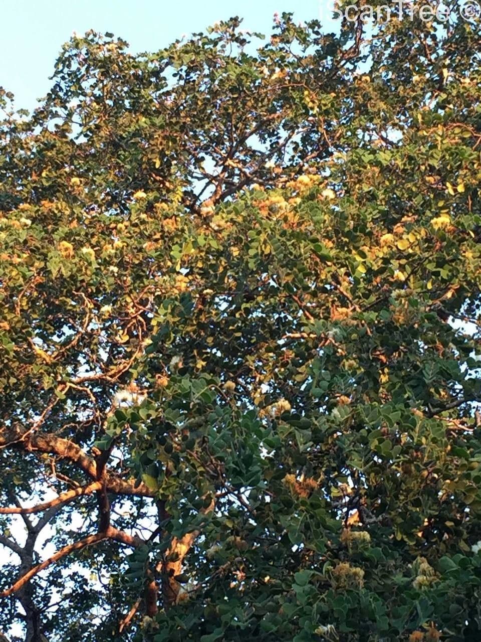 Albizia