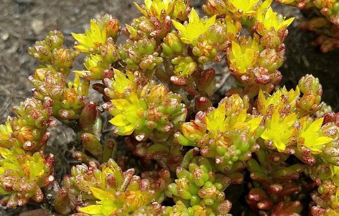 Borracina annuale 2