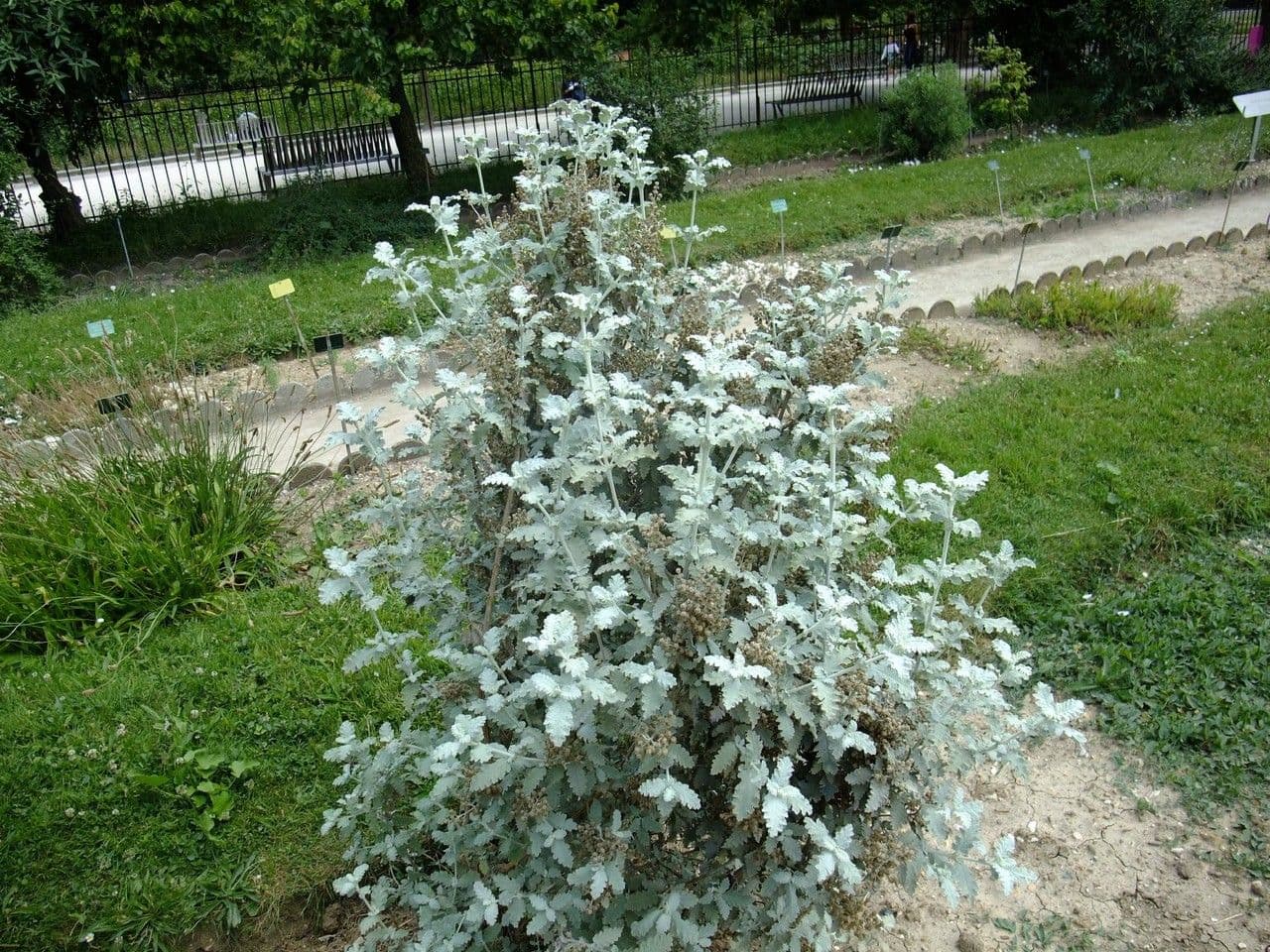 Buddleja 3