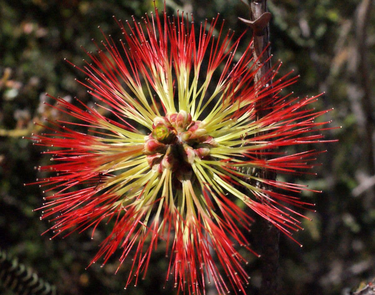 Grevillea scarlatta 3