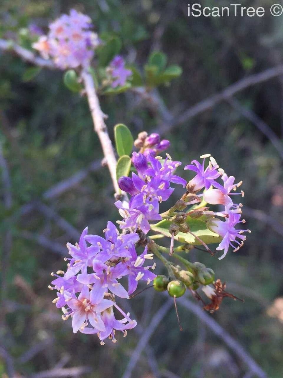 Ehretia rigida 5