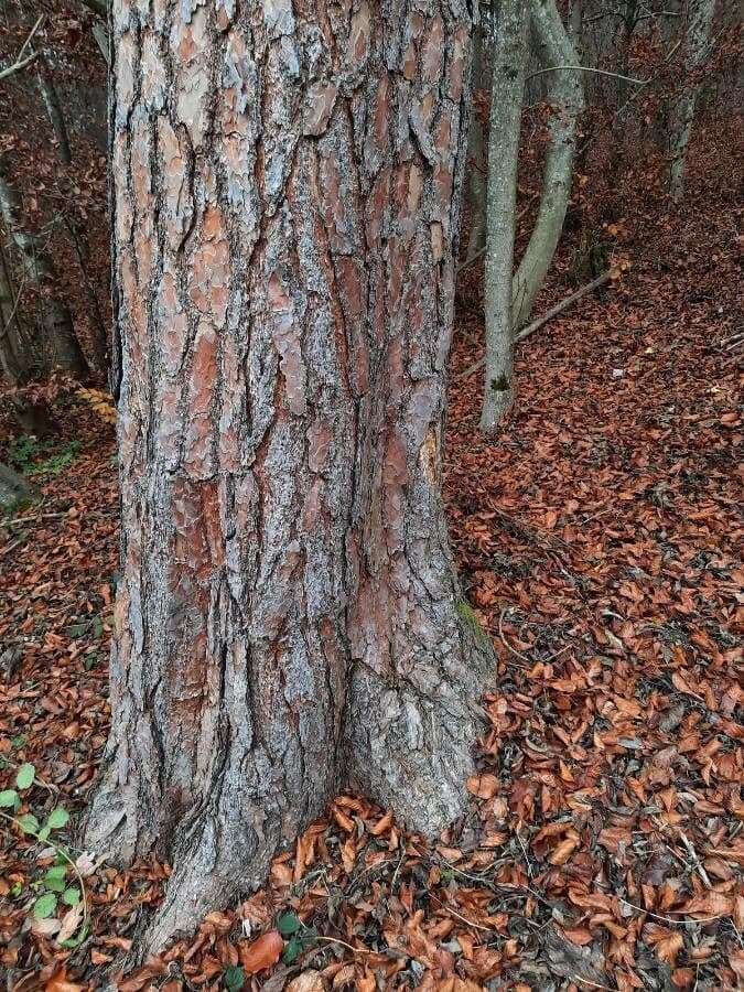 Waldkiefer 23