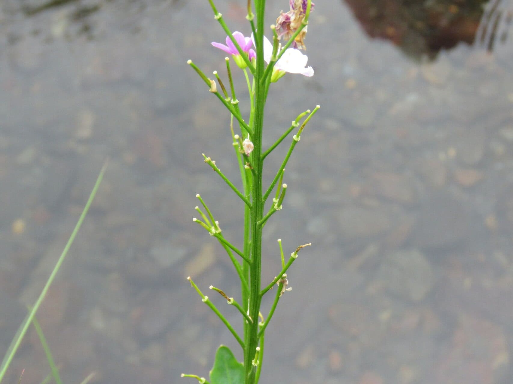Cardamine raphanifolia