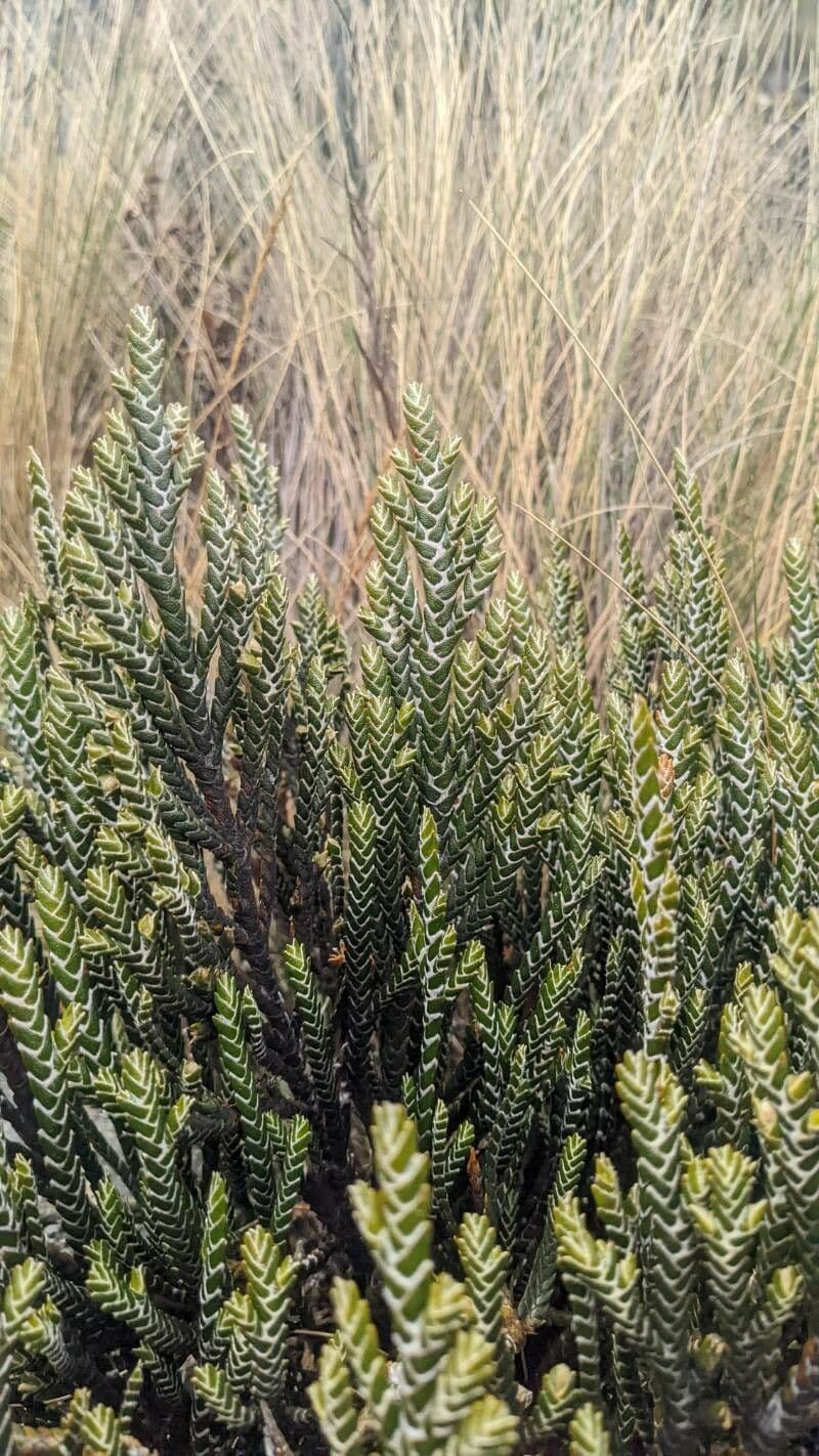 Andicolea 6