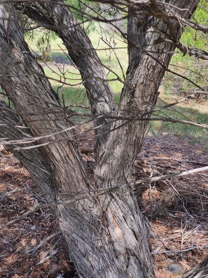 Melaleuca armillaris 25