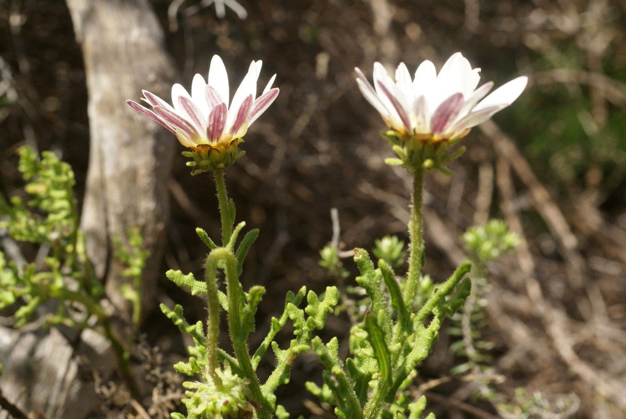 Strahlenkäppchen 3