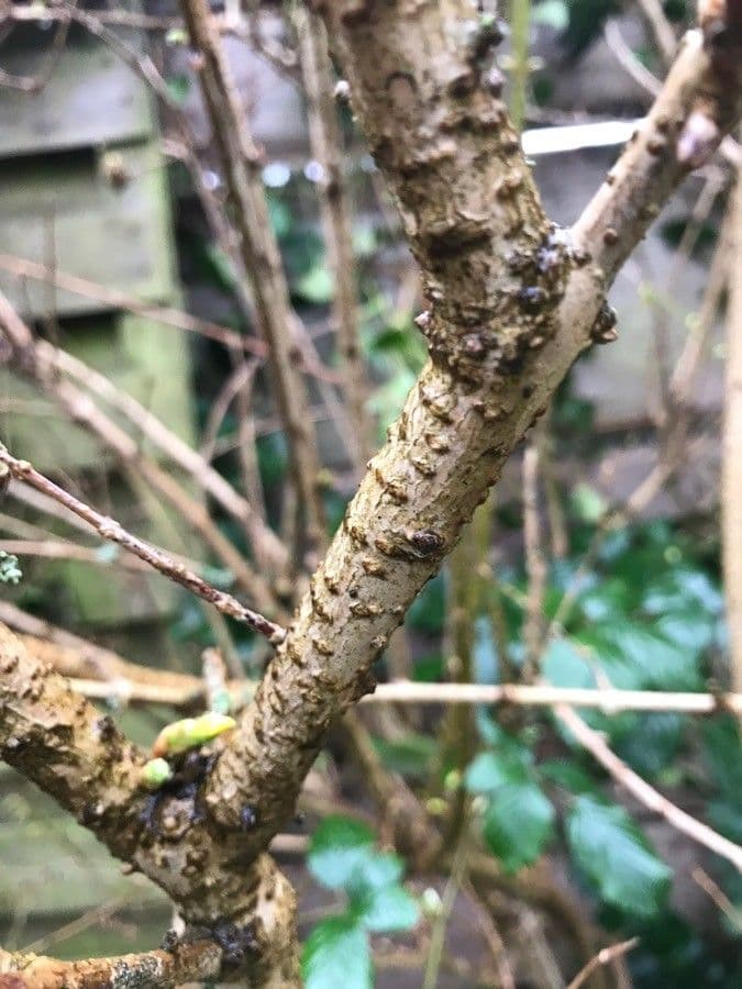 Forsythia pendula 20
