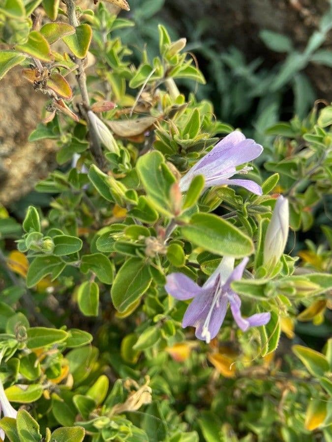 Barleria 12