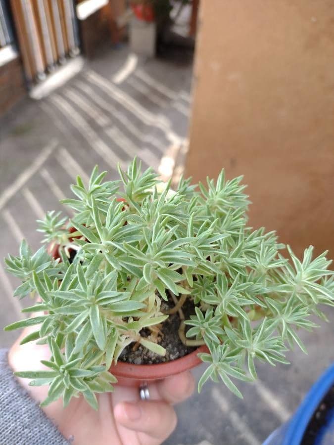Borracina lineare 2