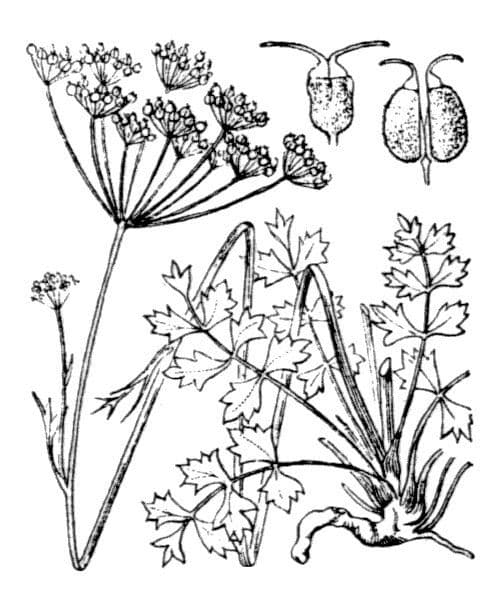 Pimpinella tragium 22