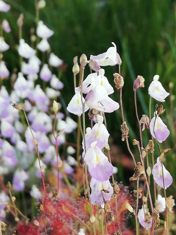 Utricularia 3