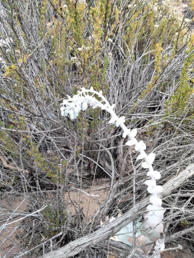 Dudleya pulverulenta
