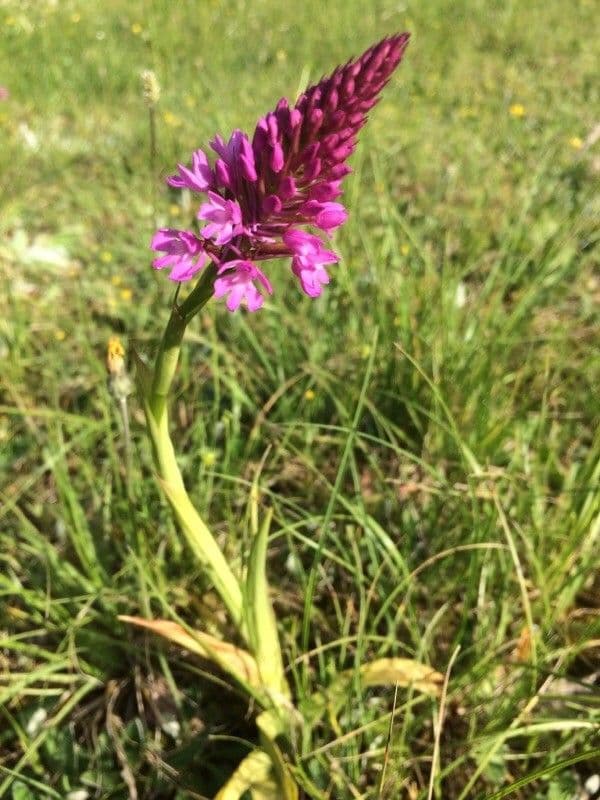 Orchis pyramidal 8