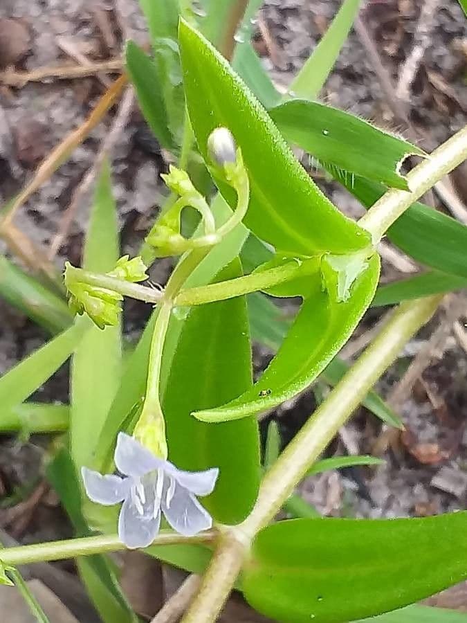 Wahlenbergia 4