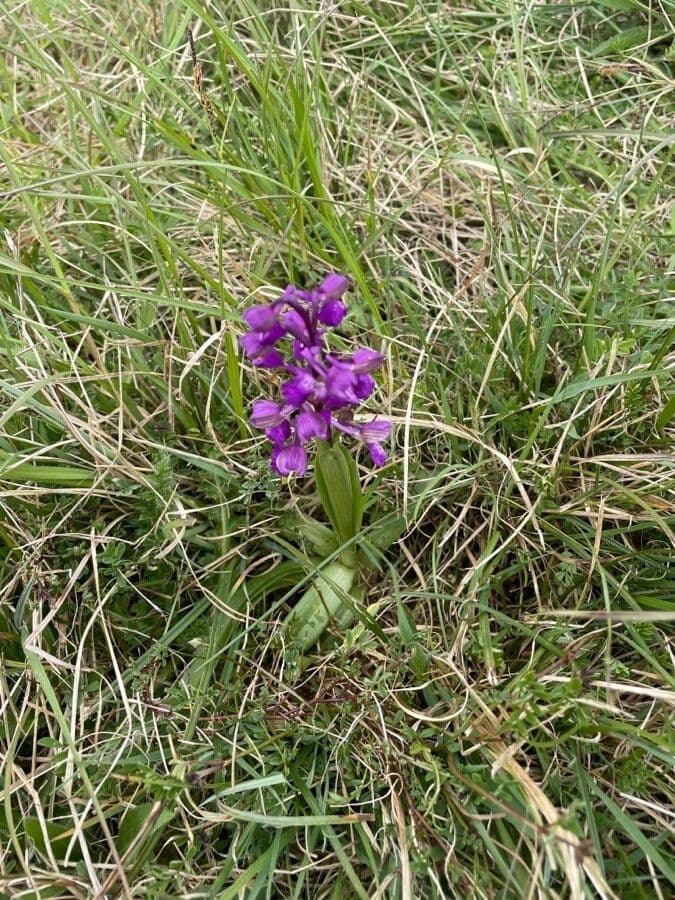Orchide minore 14
