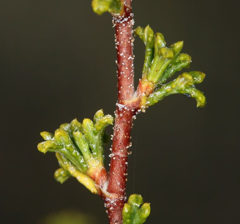 Purshia tridentata 20