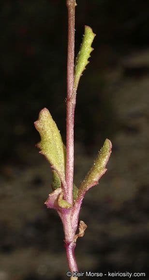 Senecio californiano 14