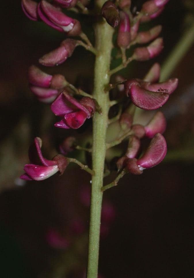 Lonchocarpus