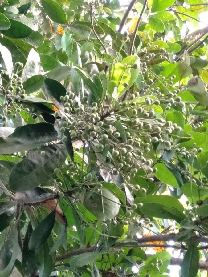 Buchanania arborescens