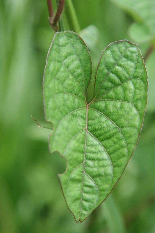 Ipomoea setifera 9