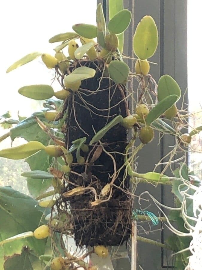 Bulbophyllum