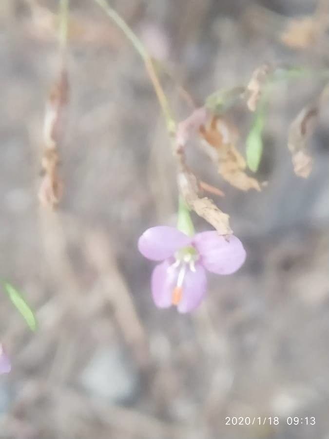 Murdannia nudiflora 6