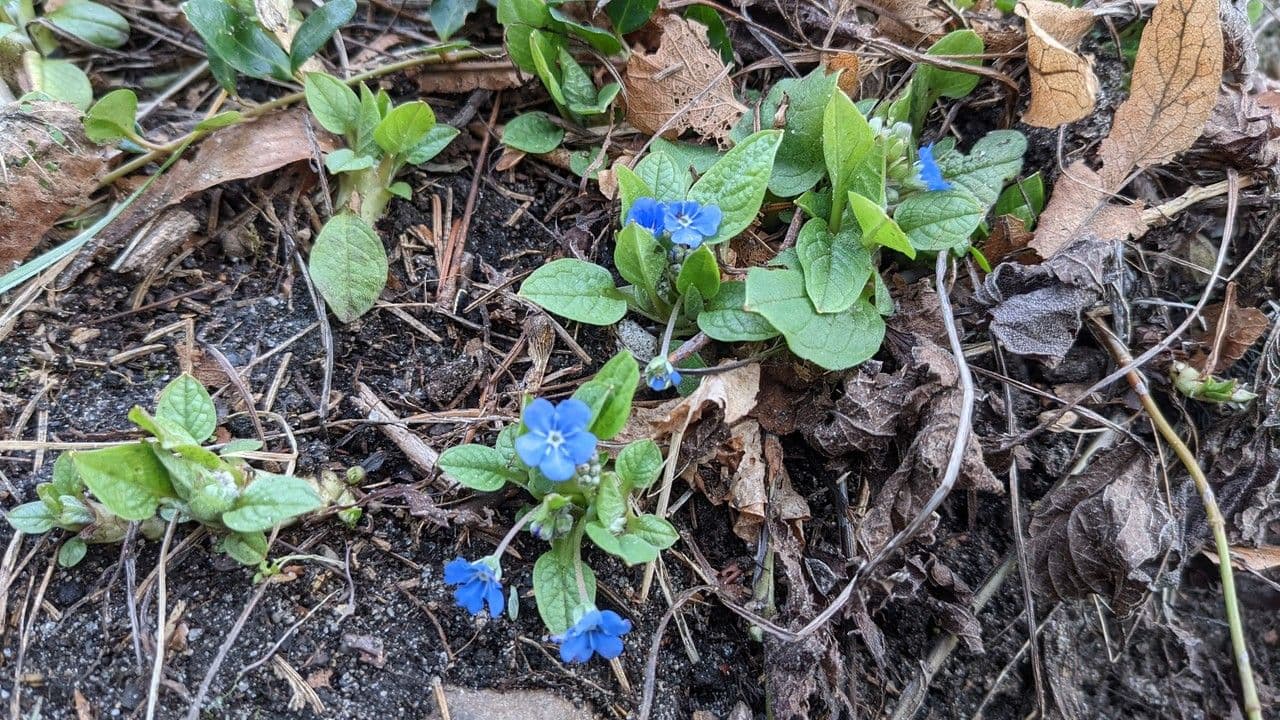 Omphalodes verna 10