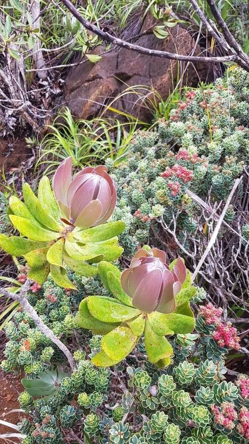Melaleuca 7