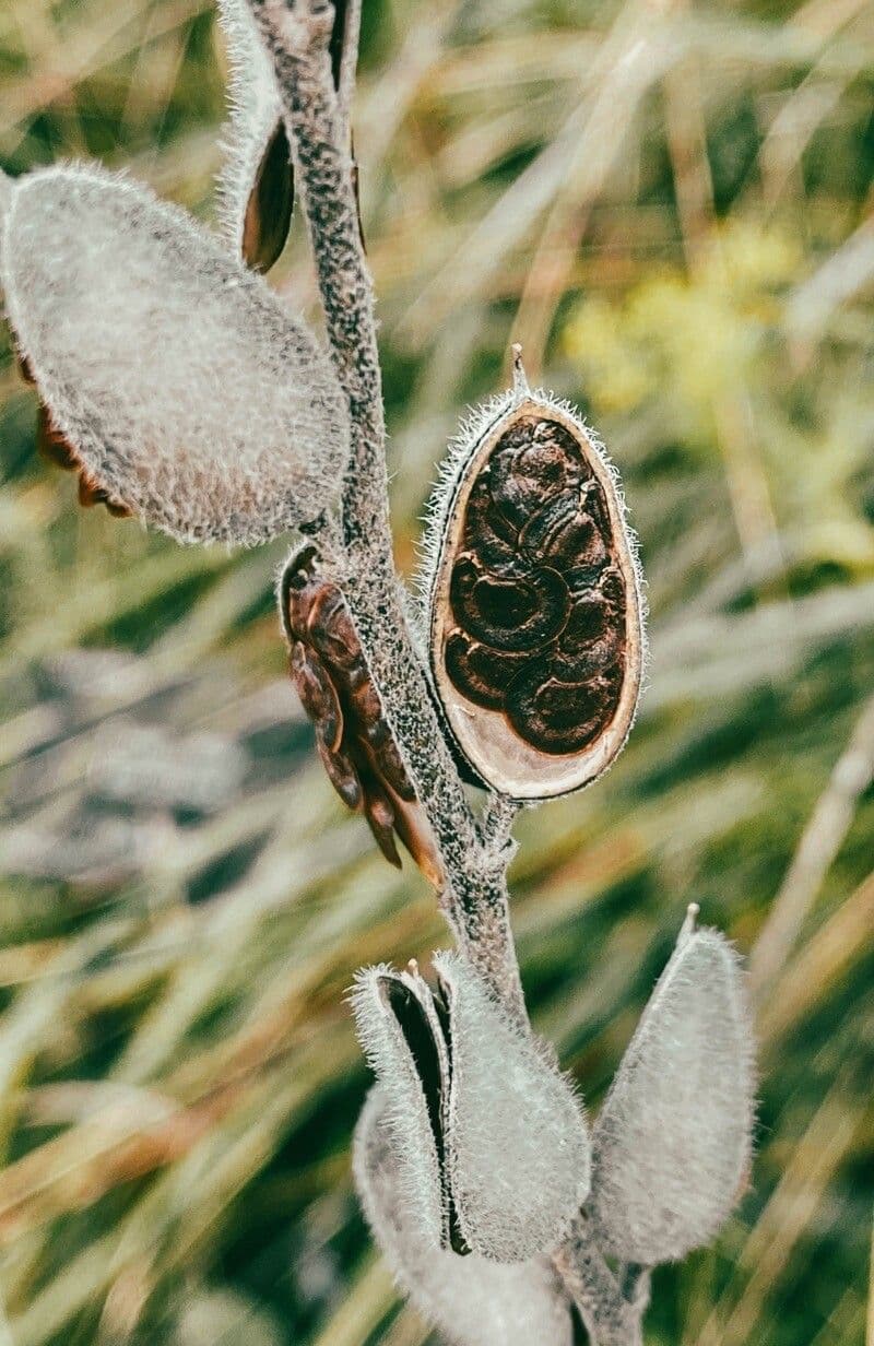 Fibigia clypeata 5
