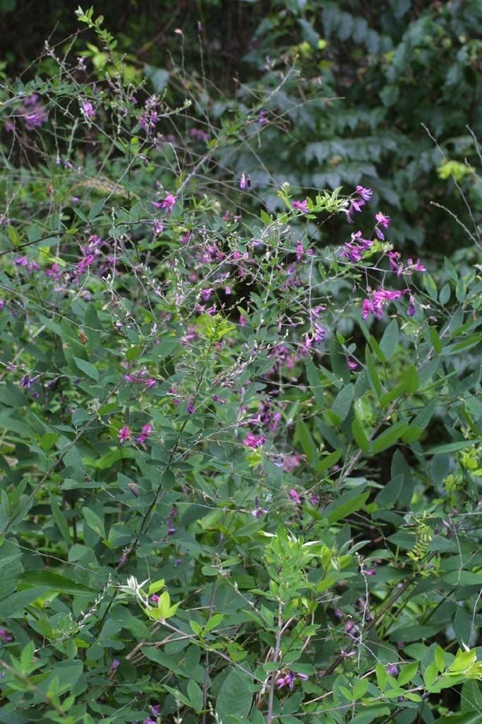 Lespedeza bicolore 10