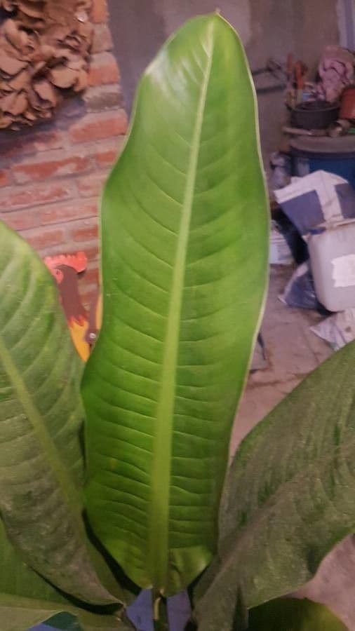 Dieffenbachia 19