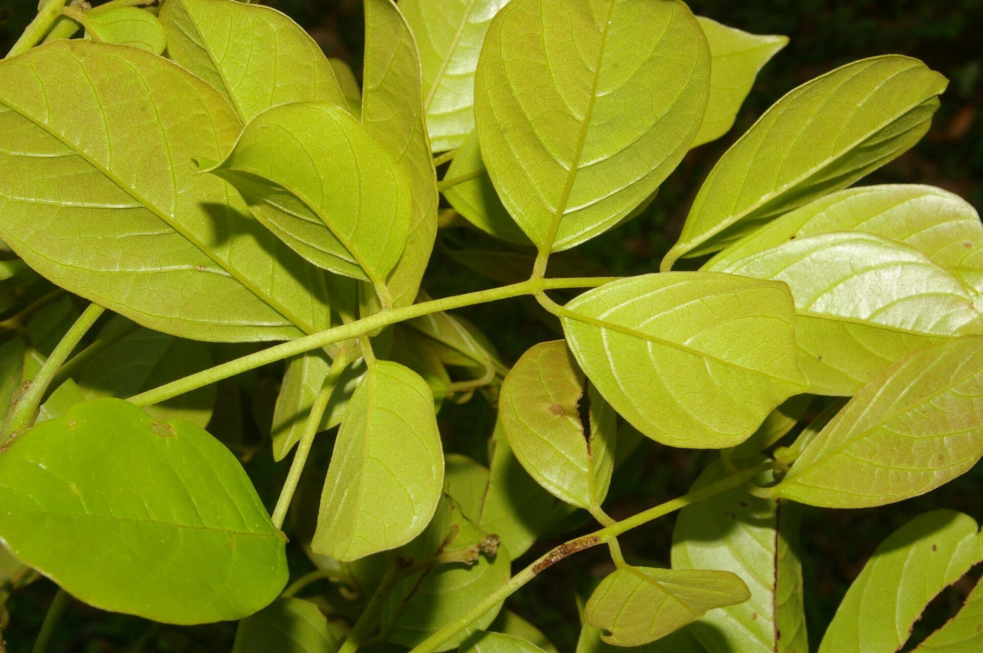 Lonchocarpus 10