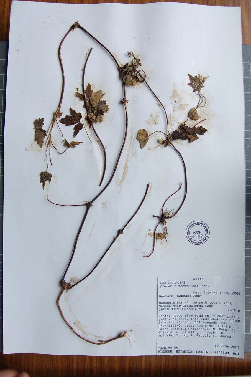 Clematis 10