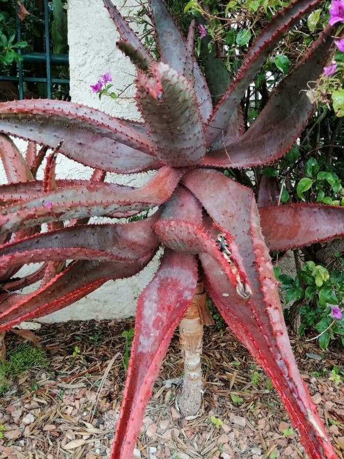 Aloe 5