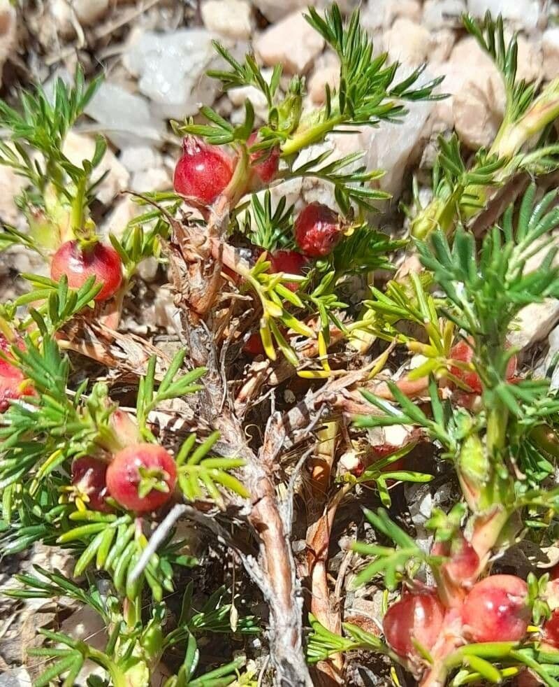 Margyrícarpus 2