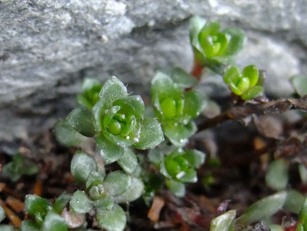Sassifraga biflora 15