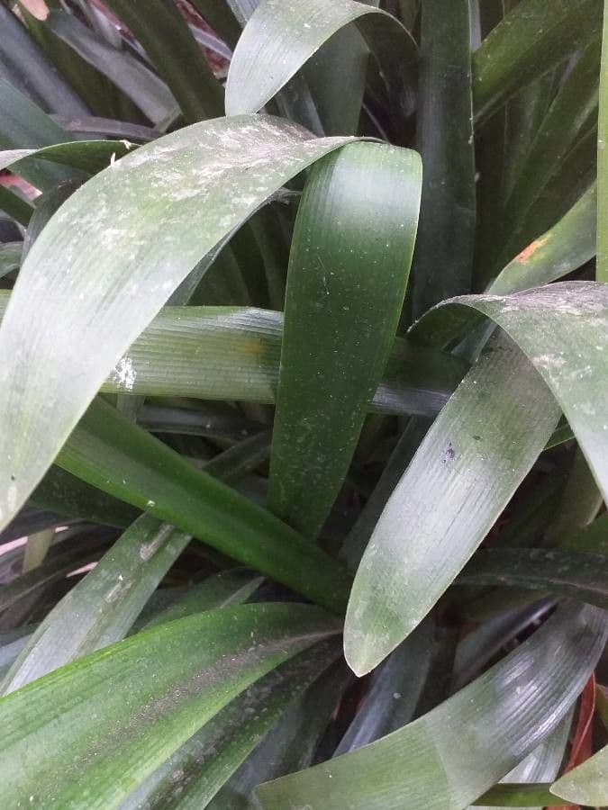 Clivia 5