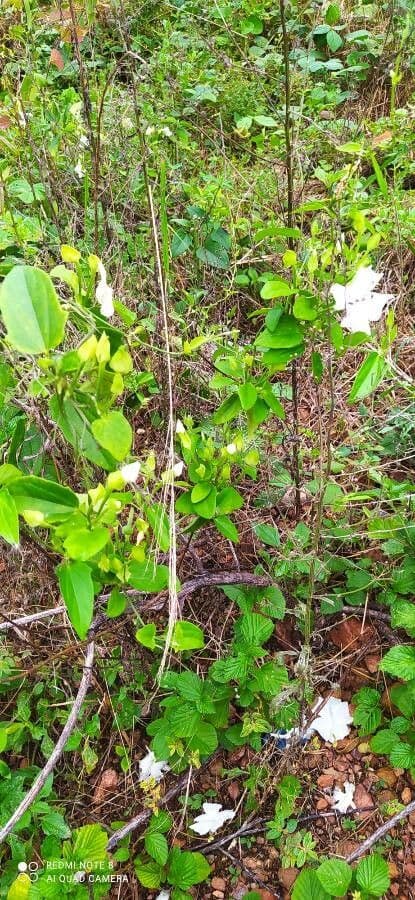 Thunbergia fragrante 14