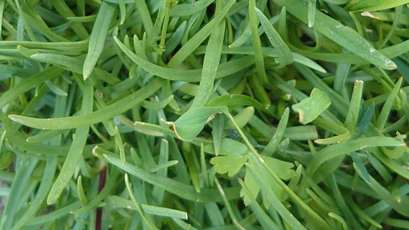 Steinrose 15