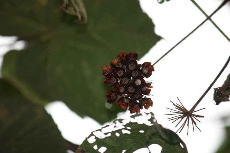 Dombeya 3