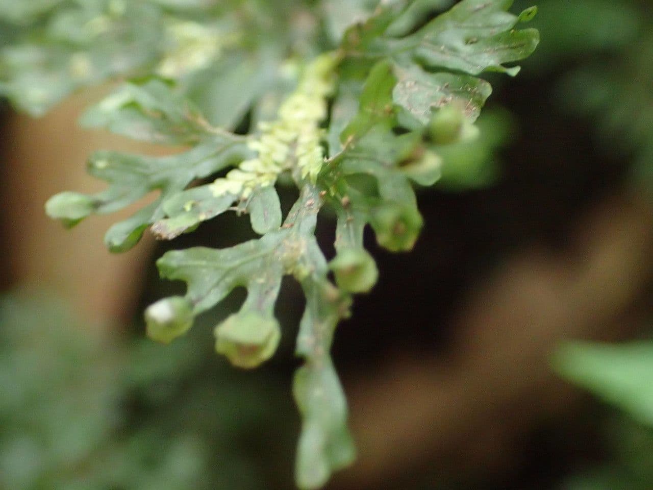 Hymenophyllum 6