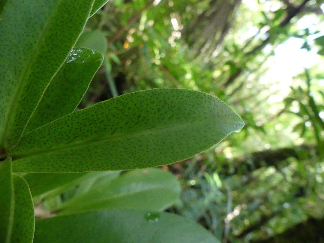 Badula 7