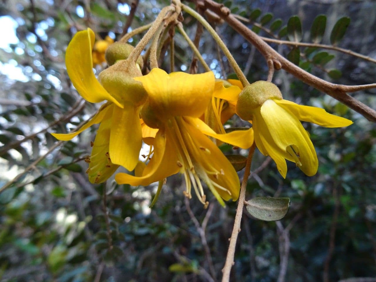Sophora denudata 6