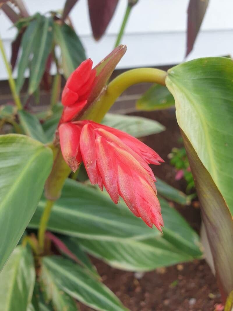 Ctenanthe