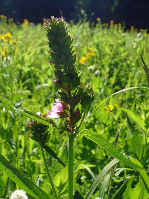 Sidalcea Cusicka 2